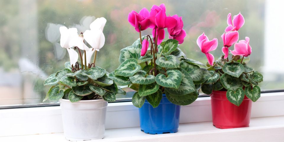 ����� ���������� � ��� ����������