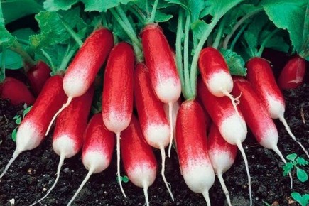 Секреты успешного выращивания редиса «Французский завтрак»
