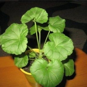 Герань: тайны ухода и пересадки для любителей цветов