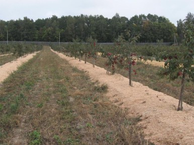 Мульчирование: секретный прием для идеального огорода без сорняков
