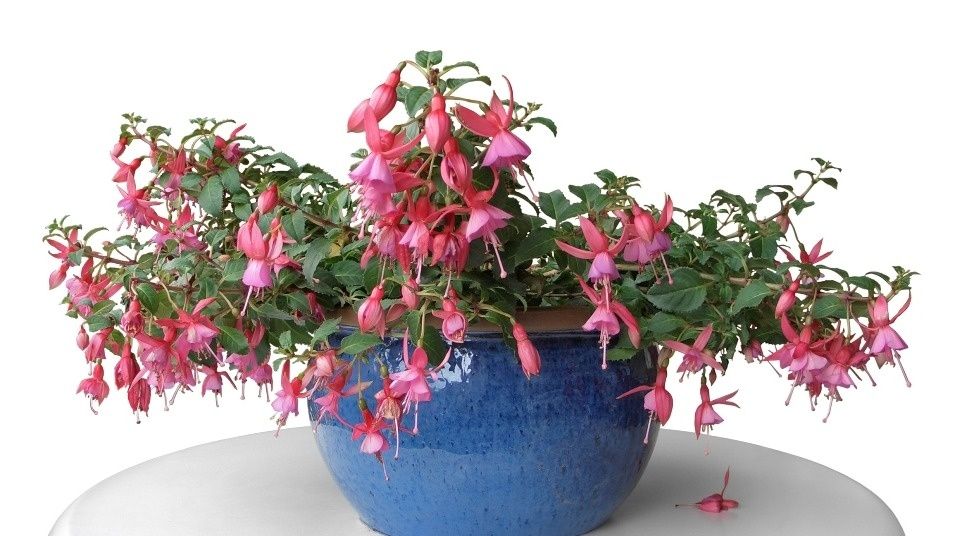 Как капризные растения могут стать звездами вашего домашнего пространства