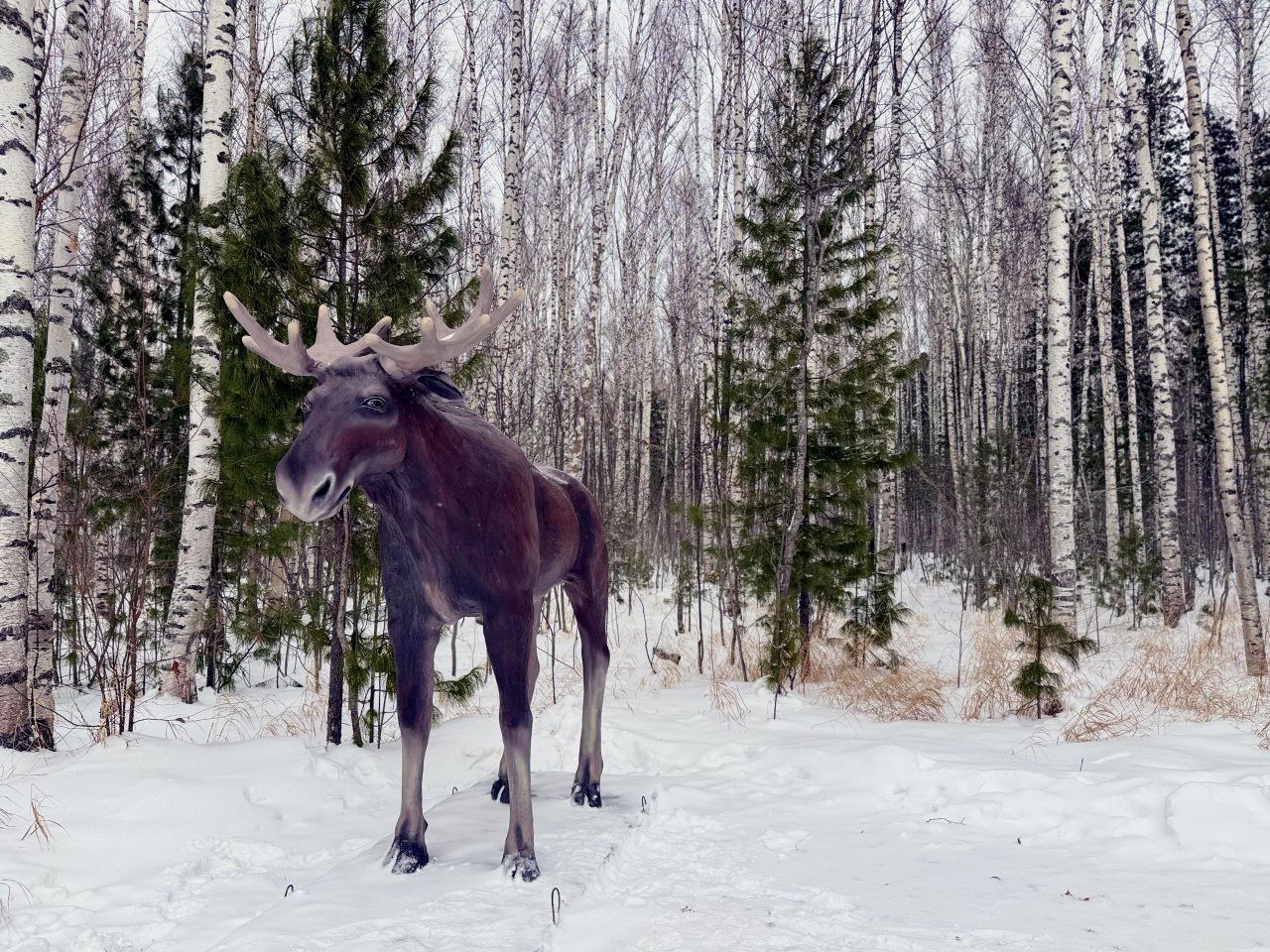 Дмитрий Кощенко: Нижневартовск стремительно превращается в зимнюю новогоднюю сказку Дмитрий Кощенко: Нижневартовск стремительно превращается в зимнюю новогоднюю сказку
