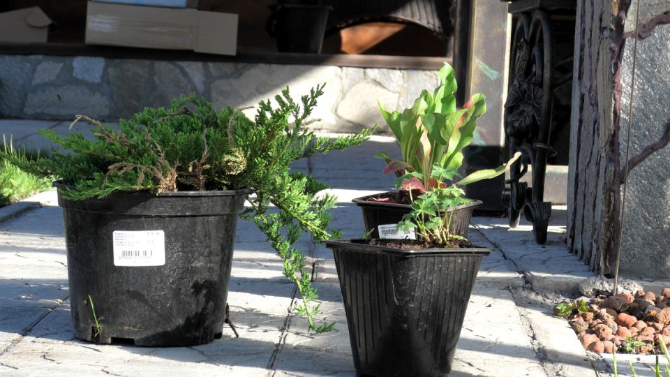 ��� ��������� ��������� �� ���������� � ����������� �����