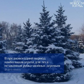 В Югре за незаконную вырубку елей к Новому году предусмотрены крупные штрафы