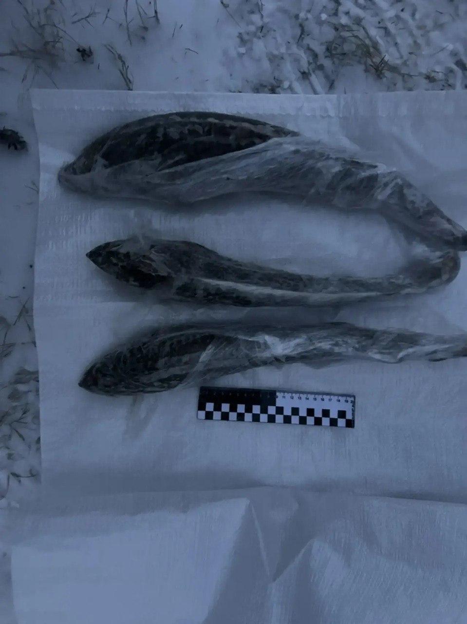 В Югре поймали гостей из Омска, которые покусились на святое – на нашу стерлядку и осетра В Югре поймали гостей из Омска, которые покусились на святое – на нашу стерлядку и осетра