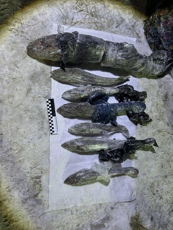 В Югре поймали гостей из Омска, которые покусились на святое – на нашу стерлядку и осетра