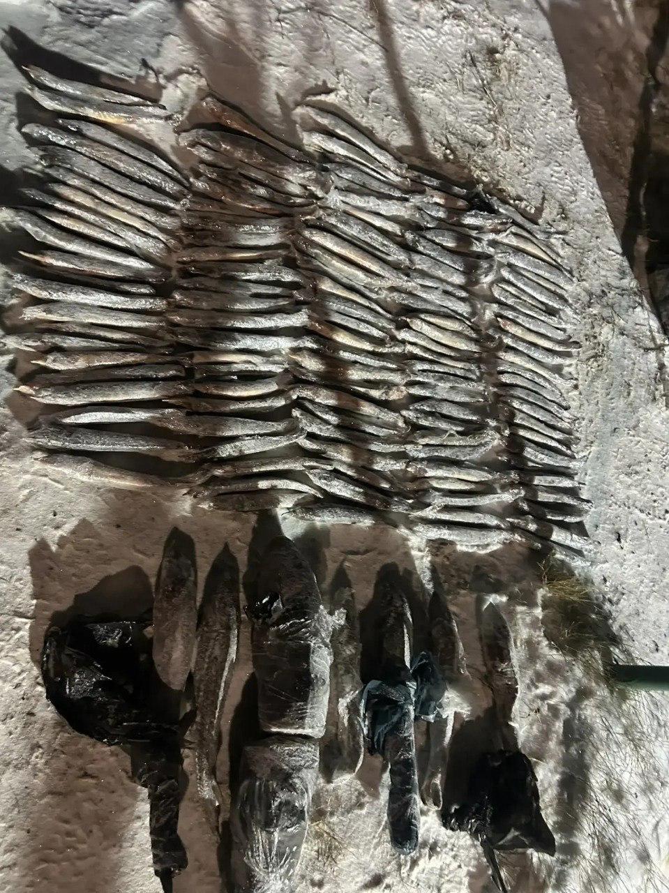 В Югре поймали гостей из Омска, которые покусились на святое – на нашу стерлядку и осетра В Югре поймали гостей из Омска, которые покусились на святое – на нашу стерлядку и осетра