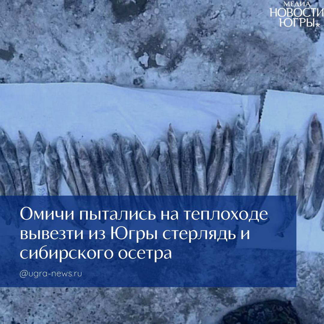 Транспортные полицейские Югры пресекли незаконный оборот краснокнижной рыбы