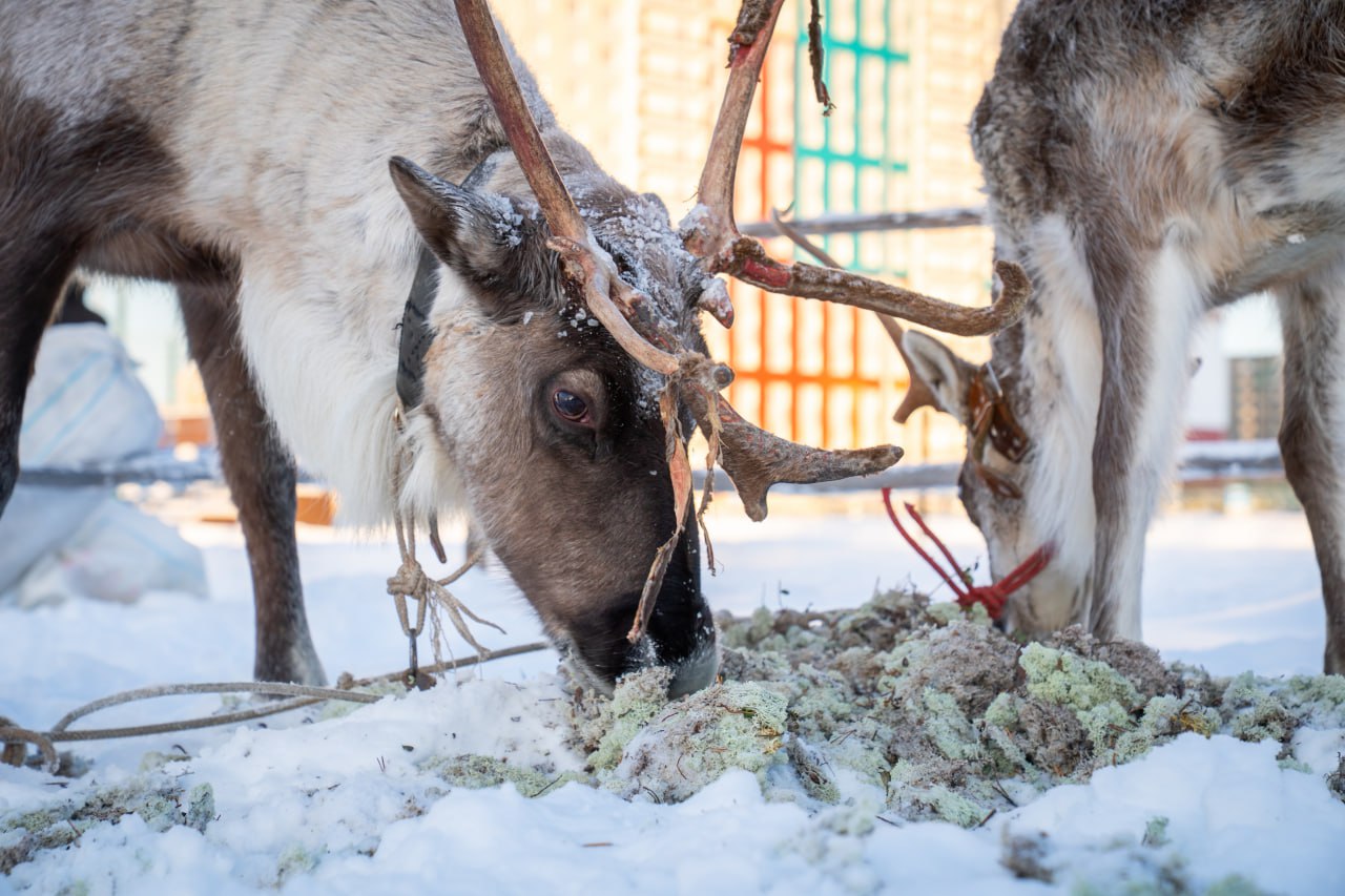 Гостей Национального центра «Россия» угощают ухой и знакомят с культурой Югры Гостей Национального центра «Россия» угощают ухой и знакомят с культурой Югры