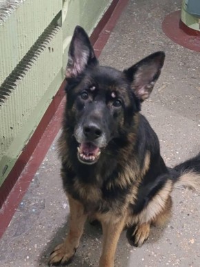 Грустное продолжение истории про овчарку, которая каталась в автобусе в поисках хозяина