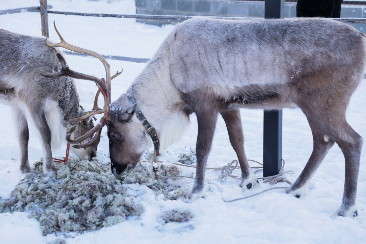 Сегодня Национальный центр «Россия» в Югре откроет свои двери для первых гостей Сегодня Национальный центр «Россия» в Югре откроет свои двери для первых гостей