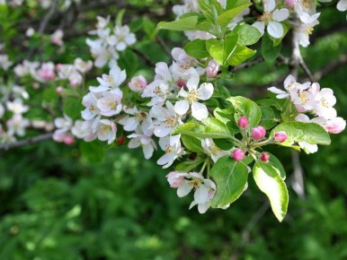 Необычные методы посадки плодовых деревьев для максимального урожая на маленьком участке
