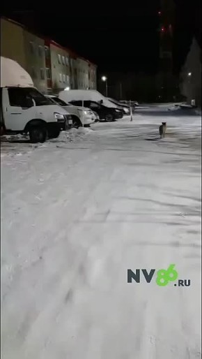 Пушистая, у меня есть рыба, иди сюда