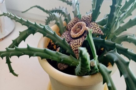 Почему в доме вянут цветы и как это предотвратить: лайфхаки опытных хозяек