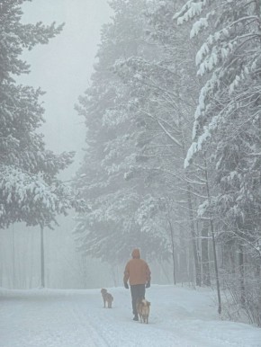 ���� - ��� ������ ���������, ��������, ���������� �������������