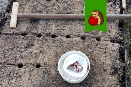 ��� ��������� ����������� ����� ��� ������� �������: ������ � ������������