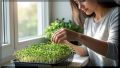 Модная микрозелень: секреты домашнего выращивания