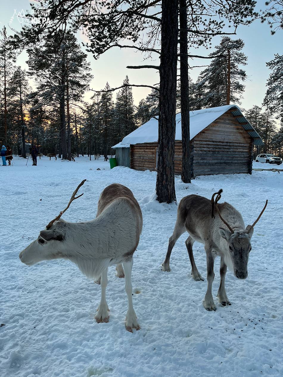 Январь у обских угров. Январь у угорских народов считался самой глубокой точкой зимы — месяцем тишины и сильных морозов Январь у обских угров. Январь у угорских народов считался самой глубокой точкой зимы — месяцем тишины и сильных морозов
