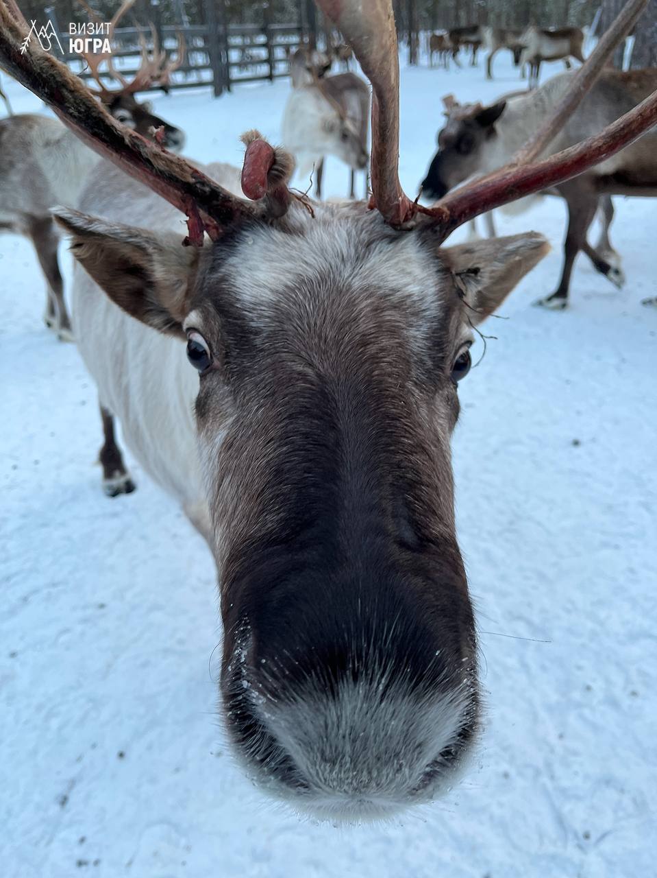 Январь у обских угров. Январь у угорских народов считался самой глубокой точкой зимы — месяцем тишины и сильных морозов Январь у обских угров. Январь у угорских народов считался самой глубокой точкой зимы — месяцем тишины и сильных морозов