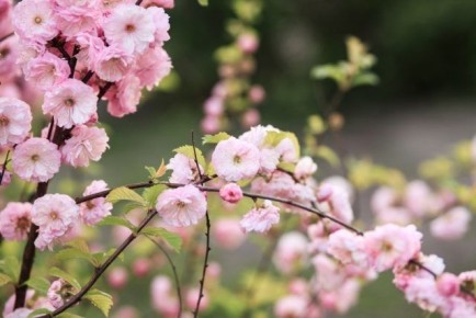 Смелые растения для вашего сада: красивый выбор для холодного климата