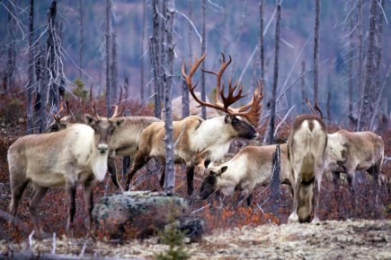 ������������ � �������� ������: ��������� �������������� ��� ������������ ������