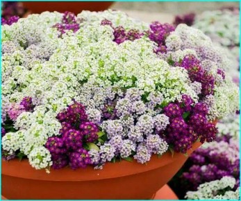 �������: ��������� ������, ������� �������� ����� � ��� ���