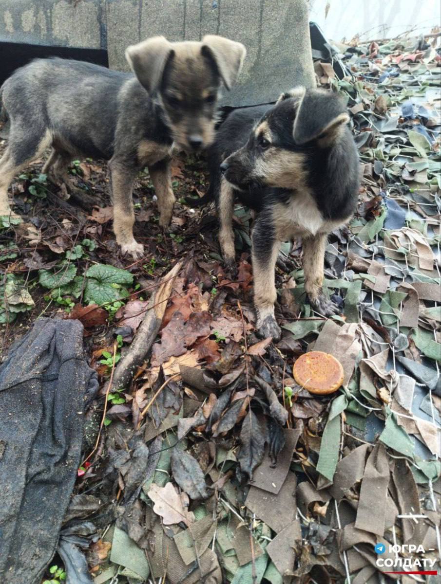 На войне есть место не только подвигу, но и простой доброте