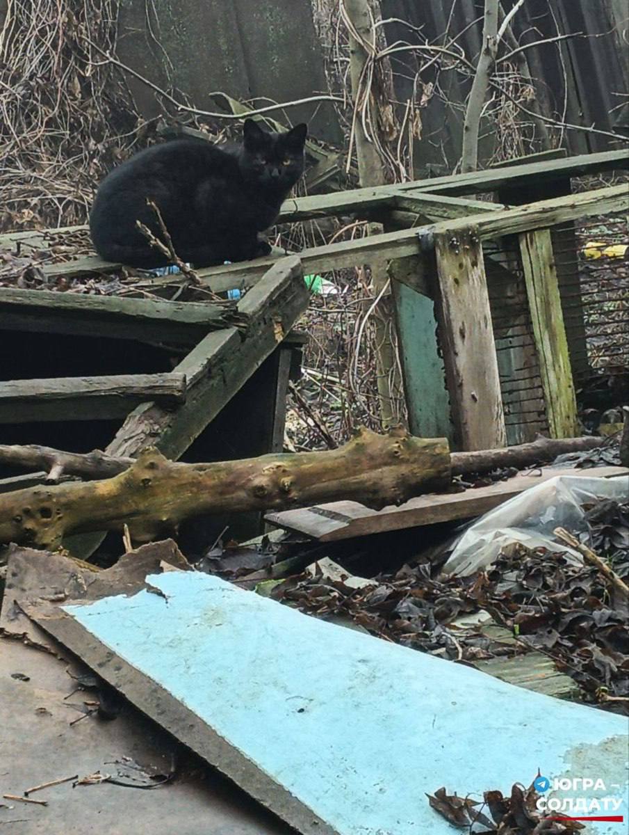 На войне есть место не только подвигу, но и простой доброте На войне есть место не только подвигу, но и простой доброте