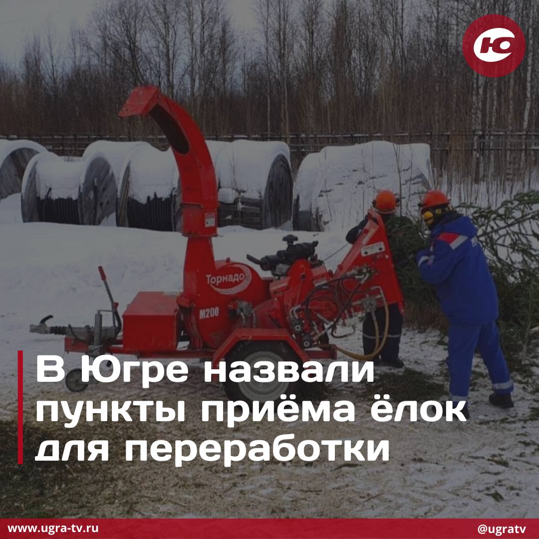 В Югре уже стартовала кампания по приёму новогодних живых елей и сосен для переработки