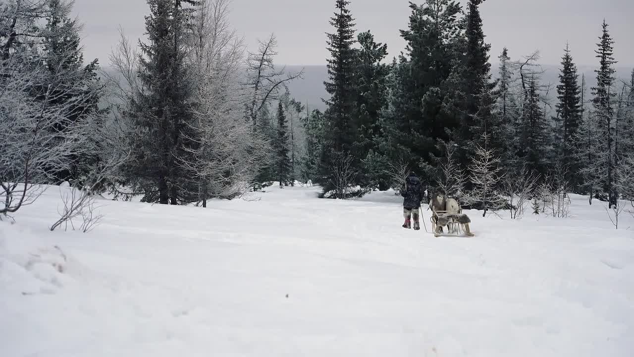 В Югре из поколения в поколение передают особое ремесло — оленеводство