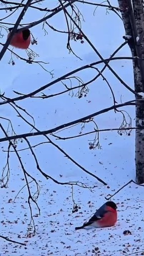 ����� � ������. �������� ������� ������� �����������, ������ ���������� ���������