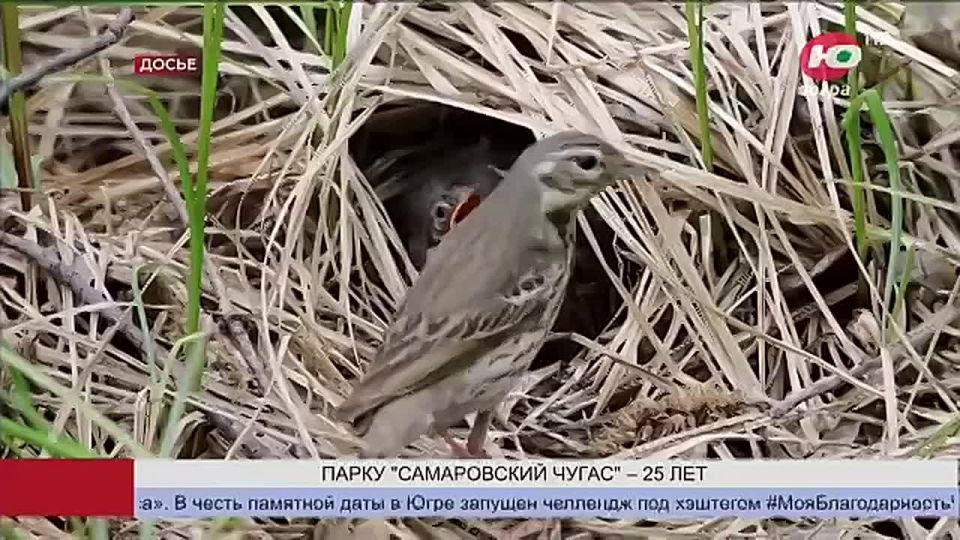 ��������� ���� ������������ ����� �������� 25-������ ������