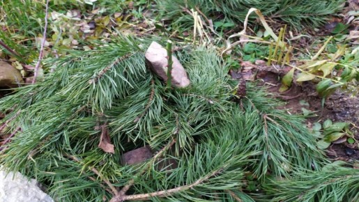 ��� ��������� ������ ���� �� ����: ������ �� ����� � ������