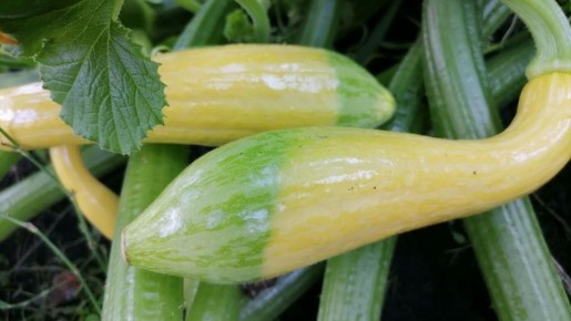 ������� ��������� ��������: �������� ����� ��� ������