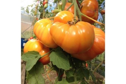 ����� �������� ���������: ��������� ������� ���������