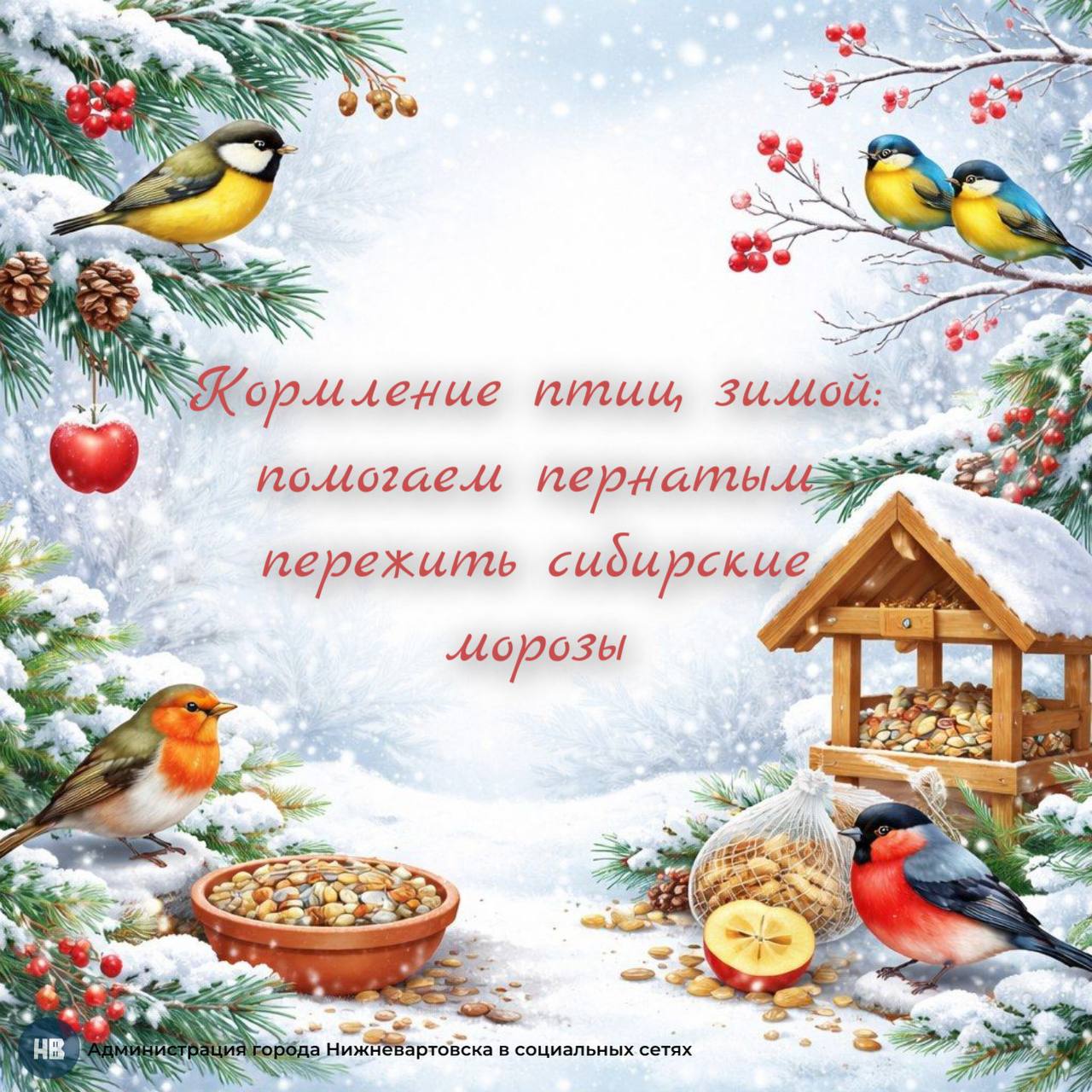 Именно зимой птицы испытывают наибольшие трудности с поиском пищи и нуждаются в нашей поддержке