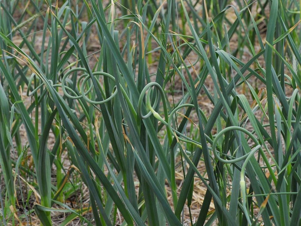 Как вернуть зелень чесноку: секреты кормления для здоровых растений