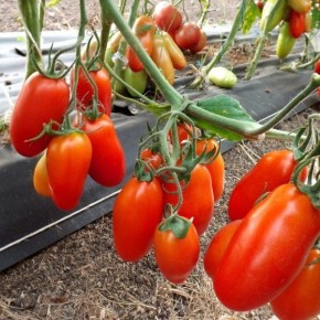 ����� ������: ��� ��������� ��������� ������ ��� ���� ������� �����