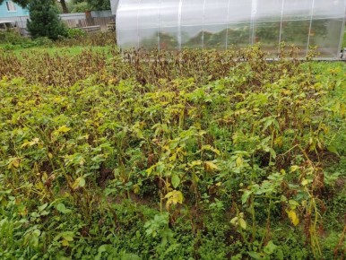 Почему картофель неожиданно темнеет над ботвой и что с этим делать