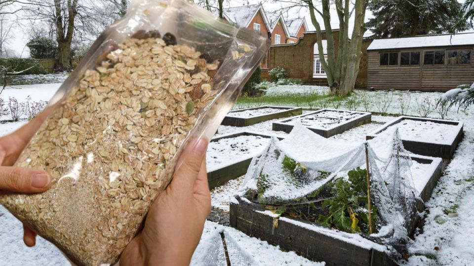 Замена навоза пачкой овсянки: спокойное наблюдение за живой почвой