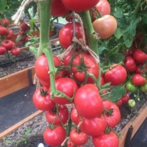 Фамилия: как этот томат удивляет одной идеей — урожай и устойчивость