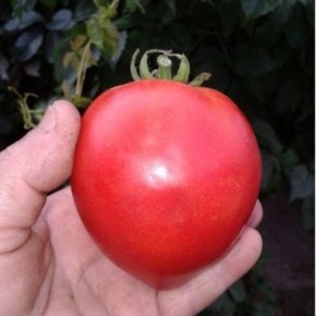 ������� �����: ������������� ����� � ���������� ������ � ������ ������