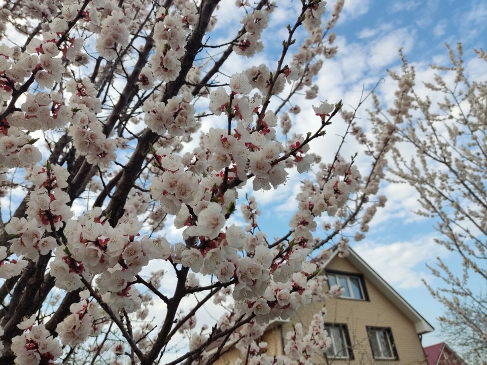 Осмысленная повесть садовых тайн и мелких вредителей