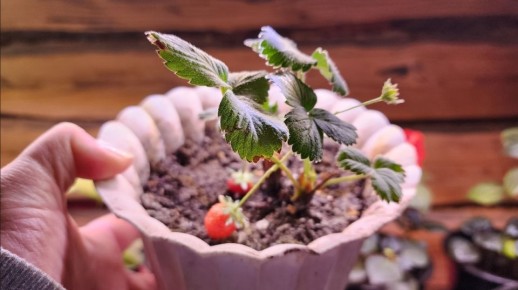 Клубника зимой дома: как собрать урожай на подоконнике без суеты