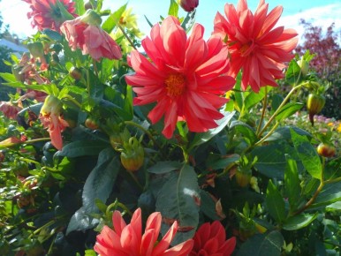 ����� ���������� ��������: ������ �������� � ���� �� ������ ����������