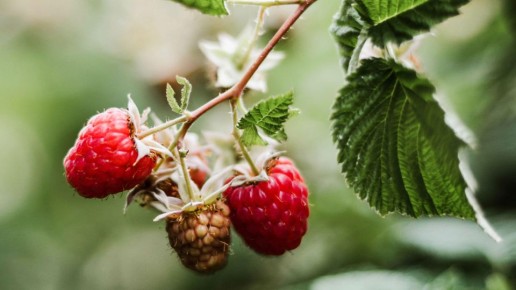 ������ �����, ��� ������ ����: ������ ���������� ��������� ������� ����� ���� ���������