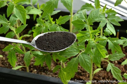 У томатов появилось четыре настоящих листа: простая подкормка для крепкой рассады