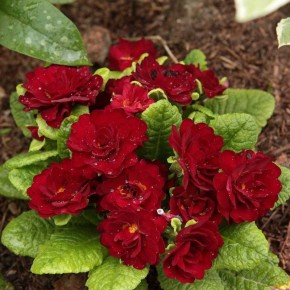 ������� ������: ������� Belarina Valentines ������� ���� � ���� �� ����