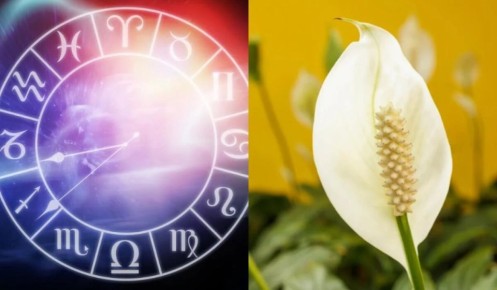 ��������� ��������, ���������� ������ ����� �������