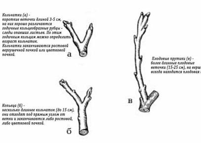 Как правильно собирать яблоки, чтобы не испортить урожай